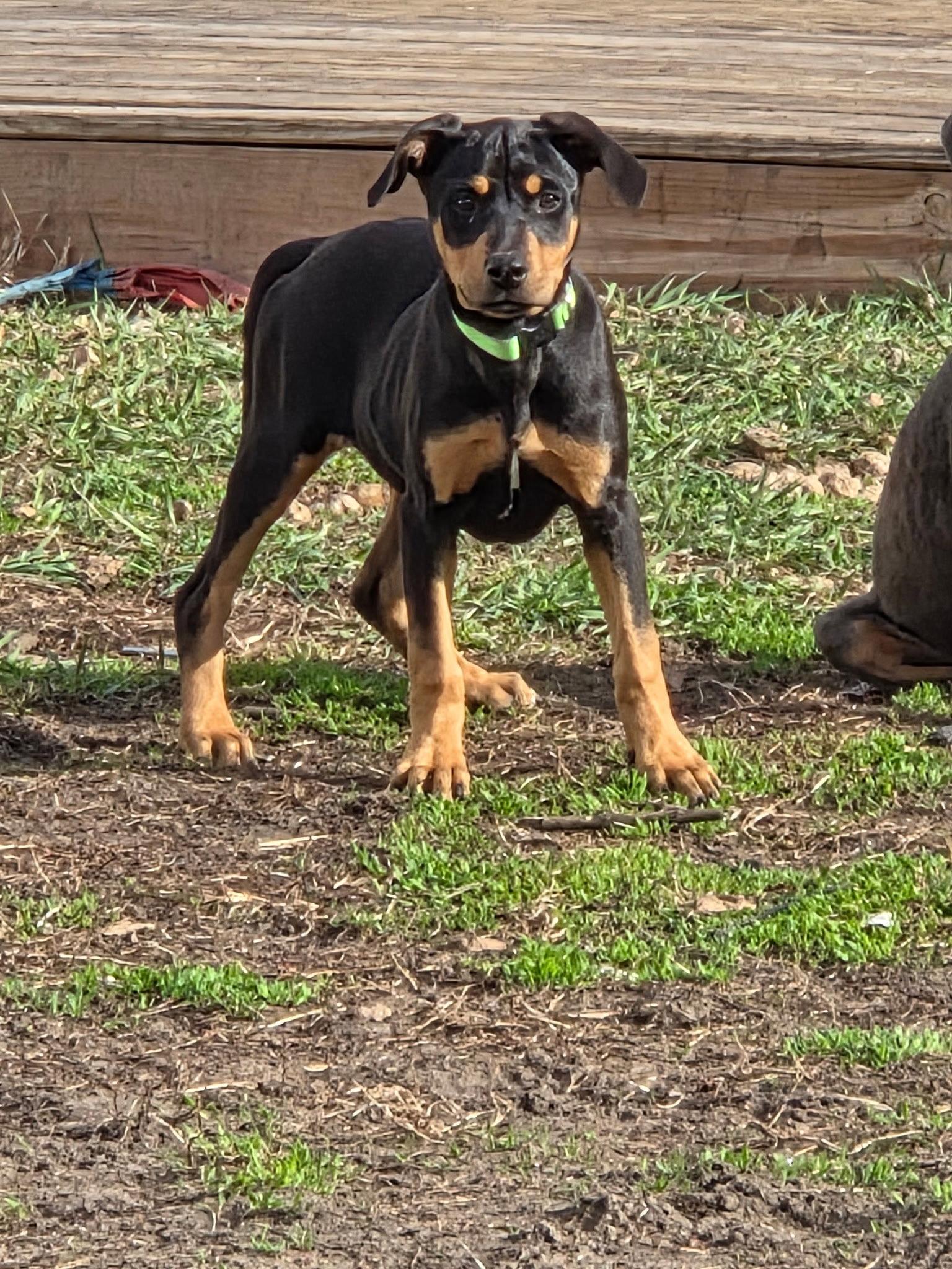 Briella, a Adopted Doberman Pinscher in Minneapolis, MN image 2/3