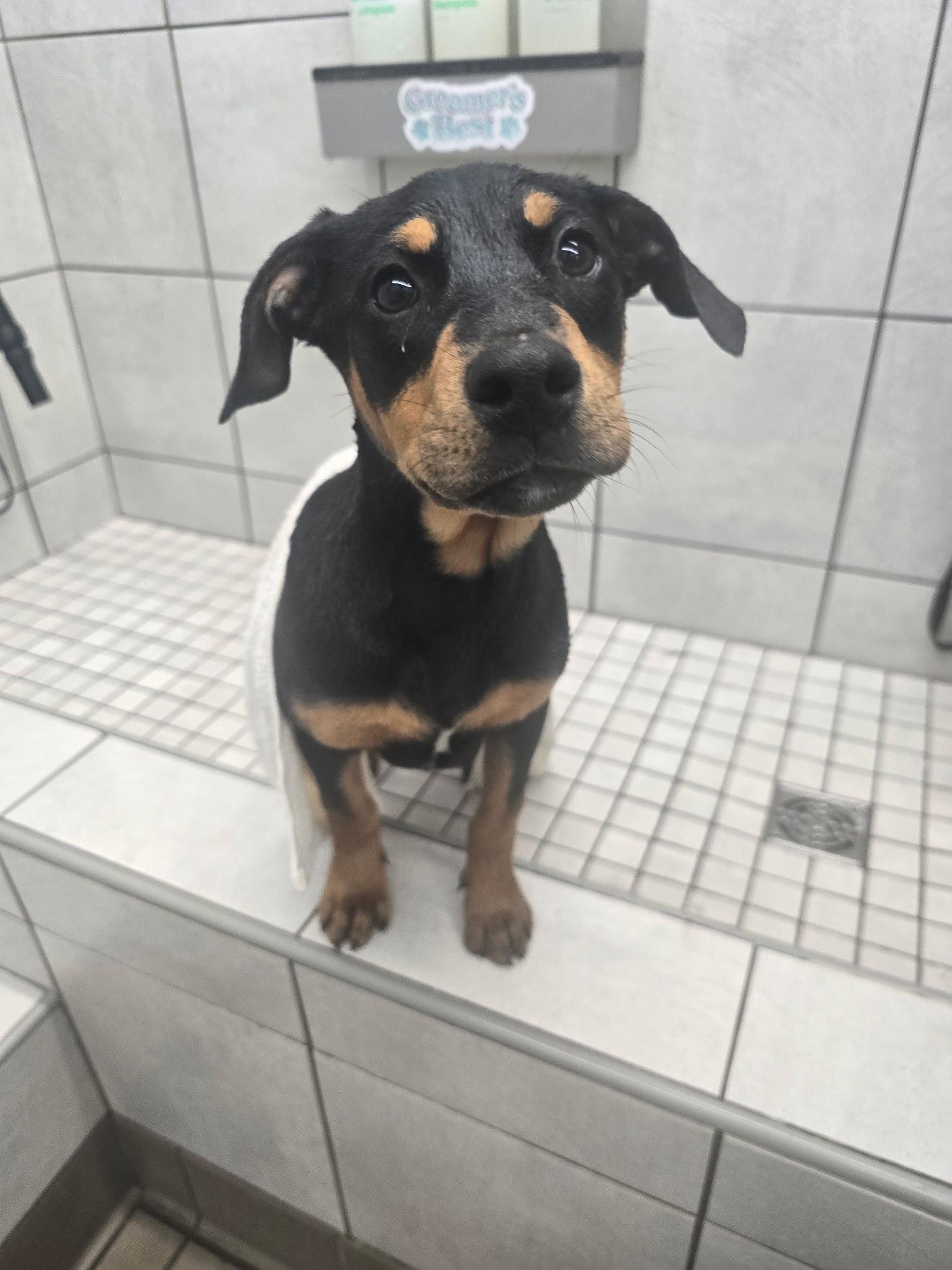 Briella, a Adopted Doberman Pinscher in Minneapolis, MN image 3/3