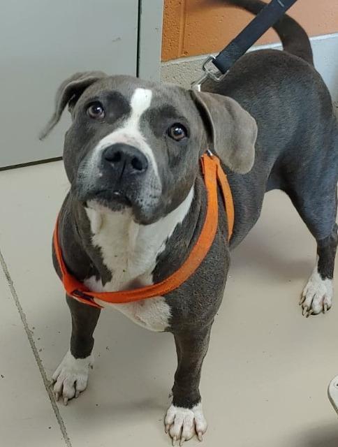 Sally Mae/Tara/Bonnie, Adoptable, Senior Female Pit Bull Terrier.