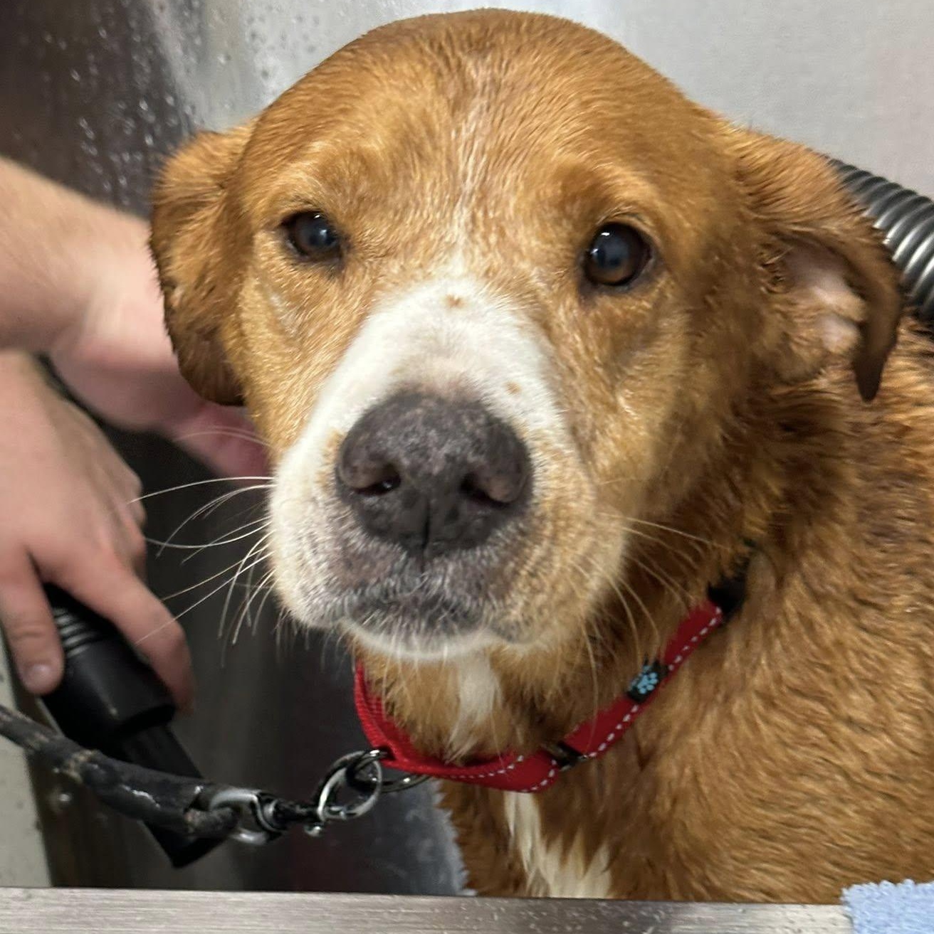 Enlarge Honey, a Adoptable mixed breed in Asheville, NC image 4/6