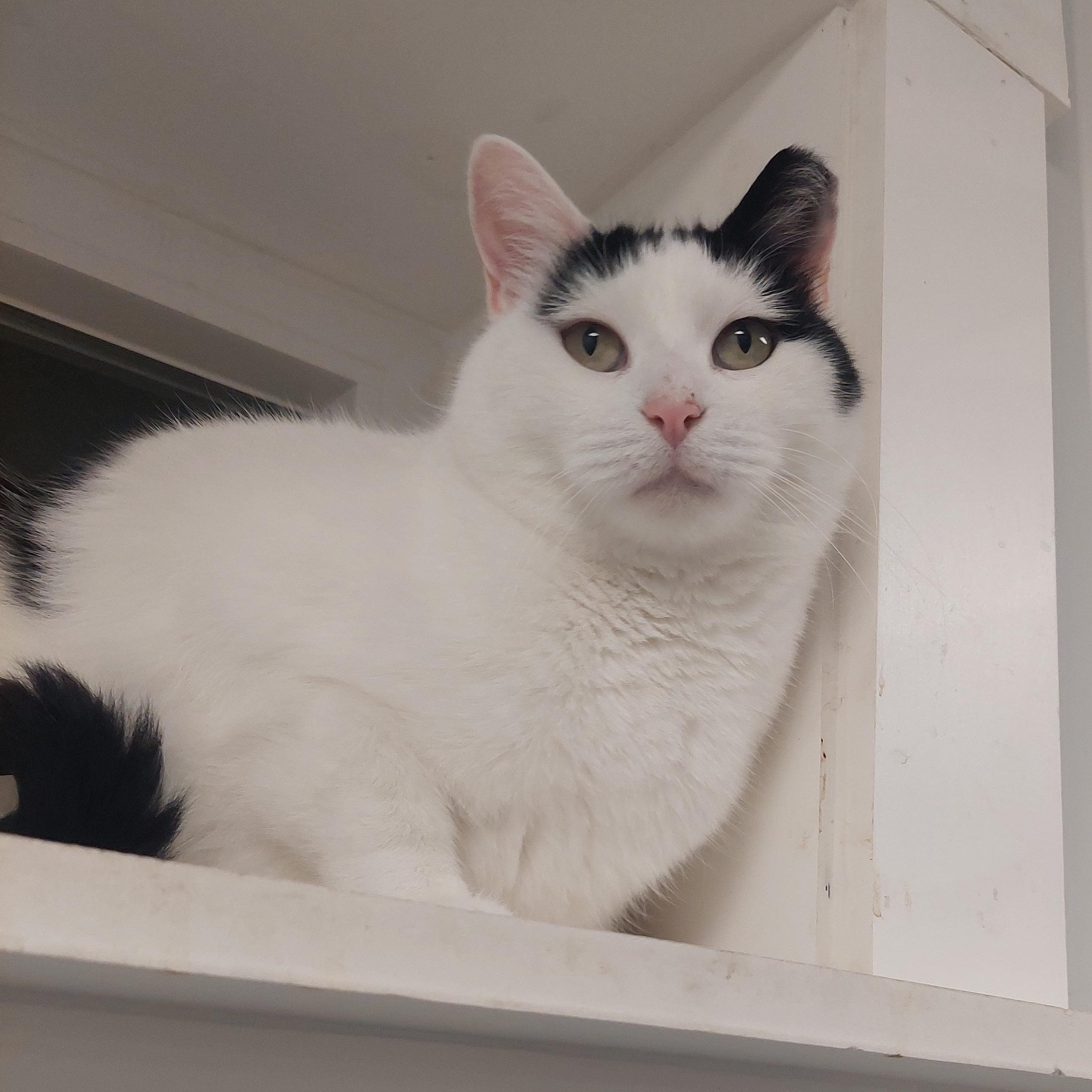 Howie, Adopted, Adult Male Domestic Short Hair.