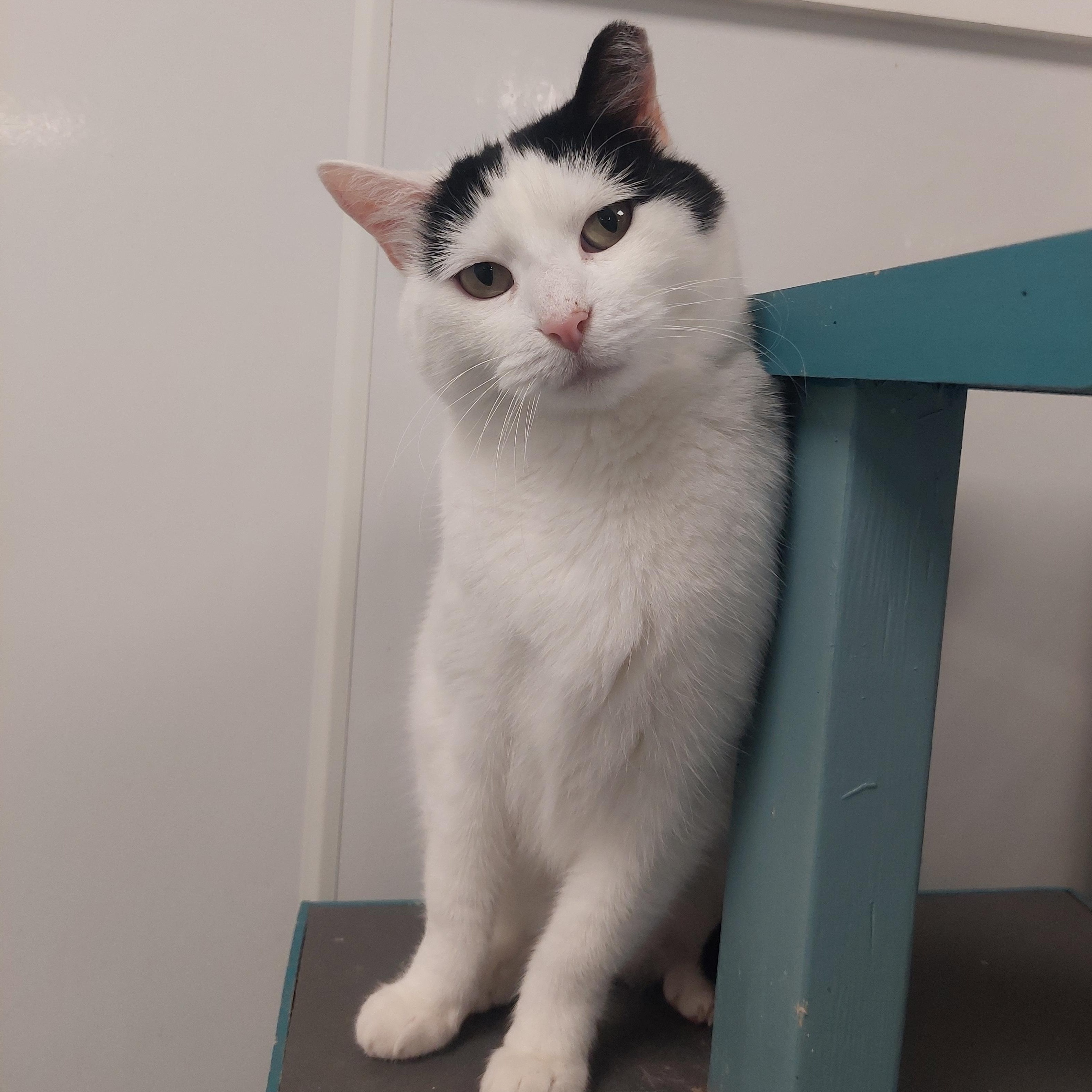 Enlarge Howie, a Adopted Domestic Short Hair in Williamsport, PA image 2/3