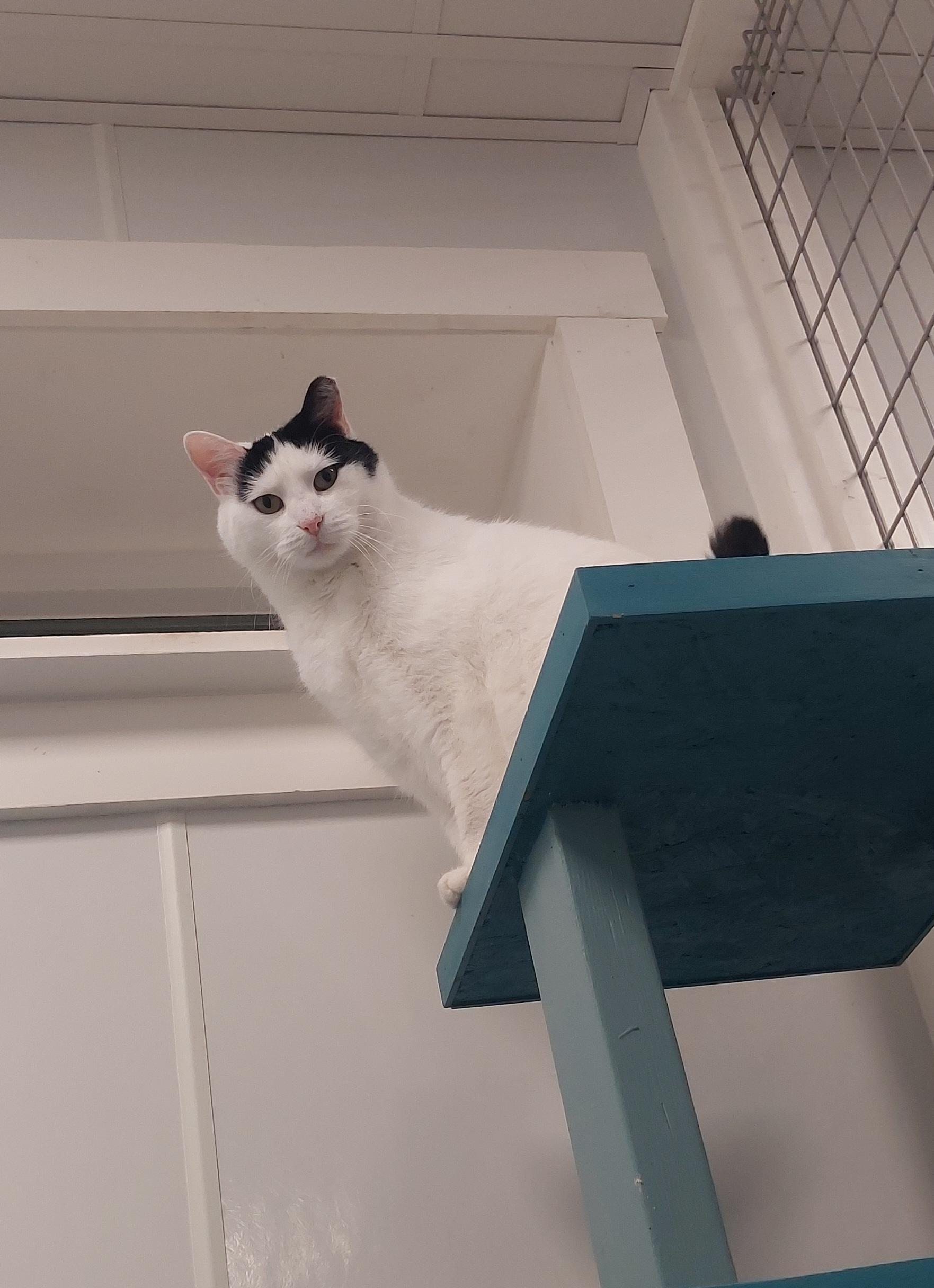 Enlarge Howie, a Adopted Domestic Short Hair in Williamsport, PA image 3/3