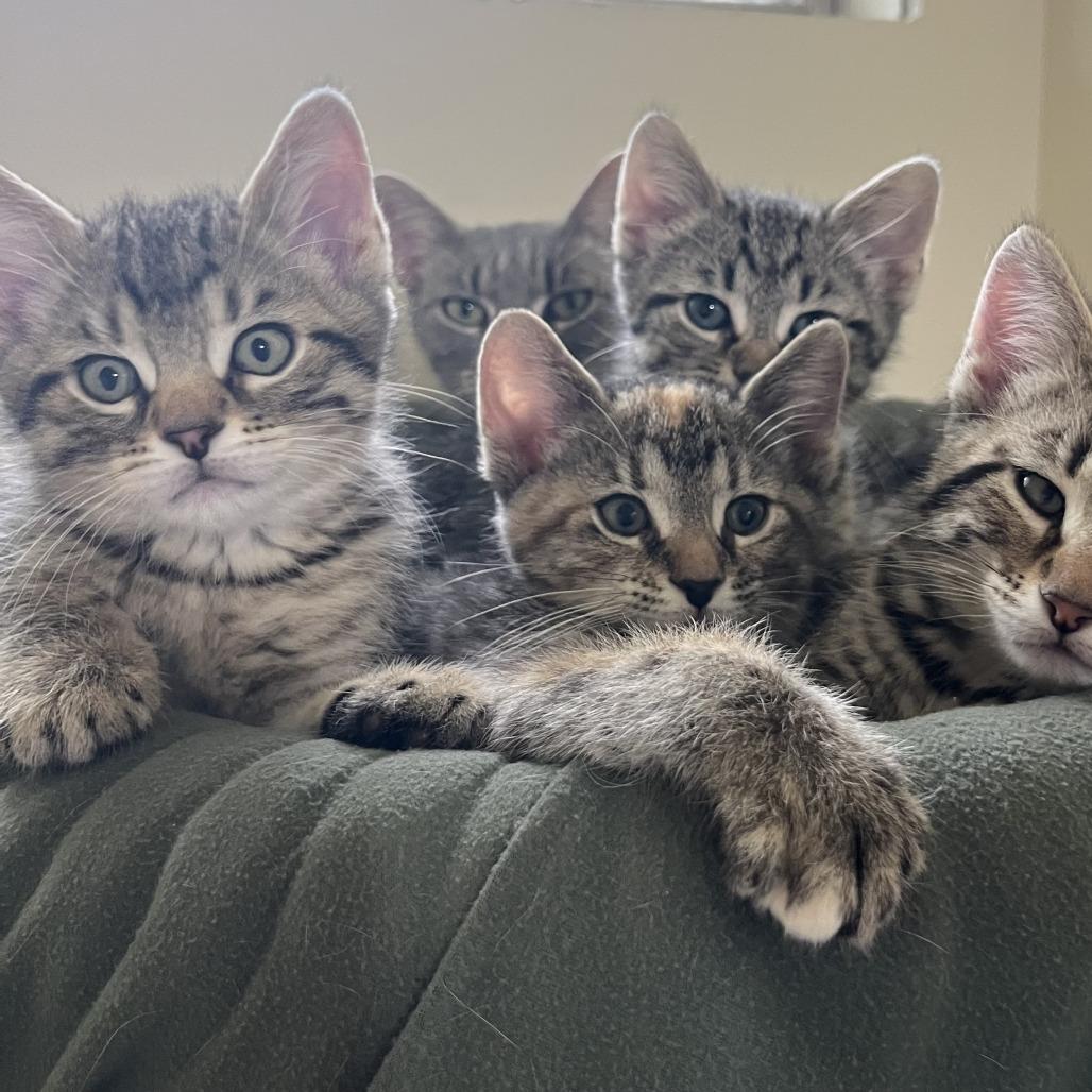 Fettuccini, Adoptable, Kitten Male Domestic Short Hair.
