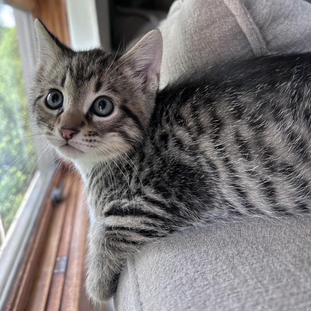 Fettuccini, a Adoptable Domestic Short Hair in Normal, IL image 3/4