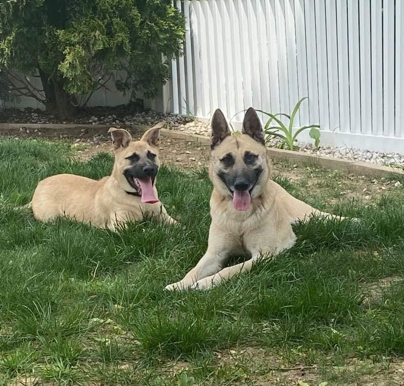 Avalina & Atzey, a Adoptable mixed breed in Old Westbury, NY image 1/10