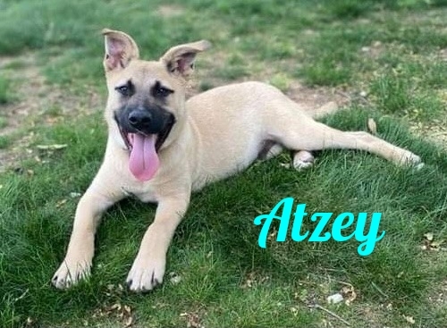 Avalina & Atzey, a Adoptable mixed breed in Old Westbury, NY image 2/10