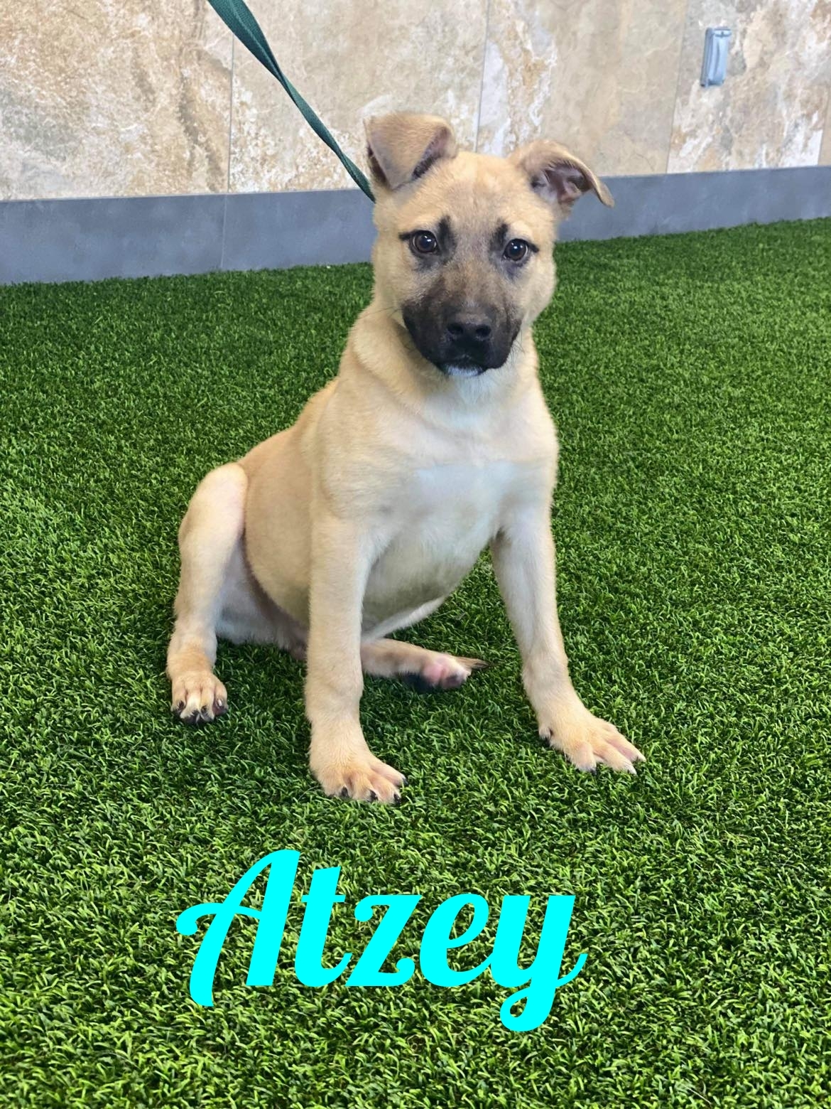 Avalina & Atzey, a Adoptable mixed breed in Old Westbury, NY image 3/10