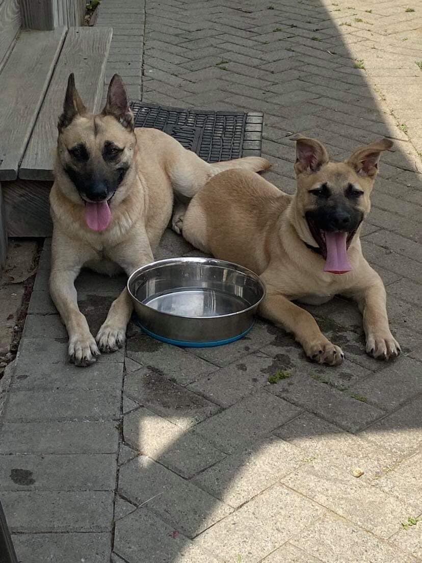 Avalina & Atzey, a Adoptable mixed breed in Old Westbury, NY image 4/10