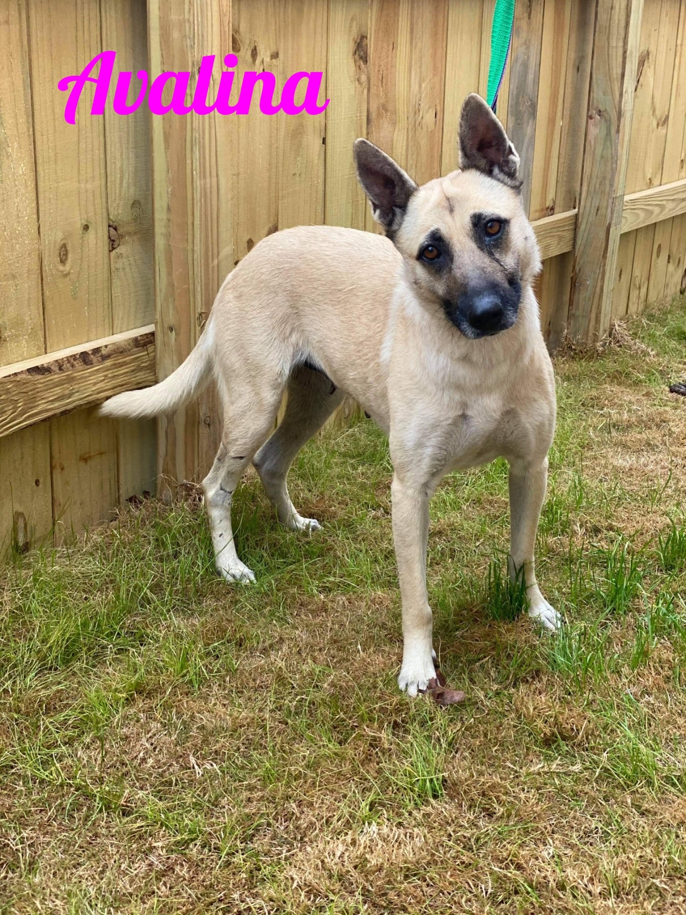 Avalina & Atzey, a Adoptable mixed breed in Old Westbury, NY image 5/10