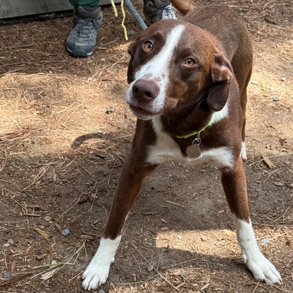 Fen, Adoptable, Adult Male Border Collie & Retriever.