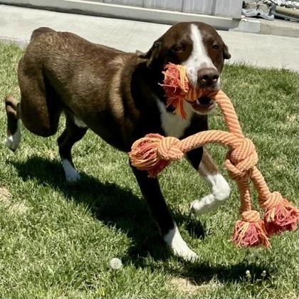 Fen, a Adoptable mixed breed in Incline Village, NV image 2/5
