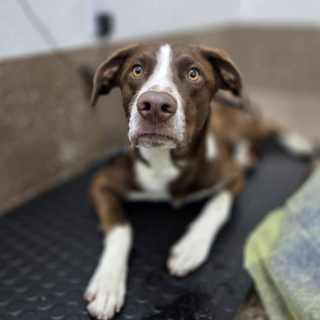 Fen, a Adoptable mixed breed in Incline Village, NV image 3/5