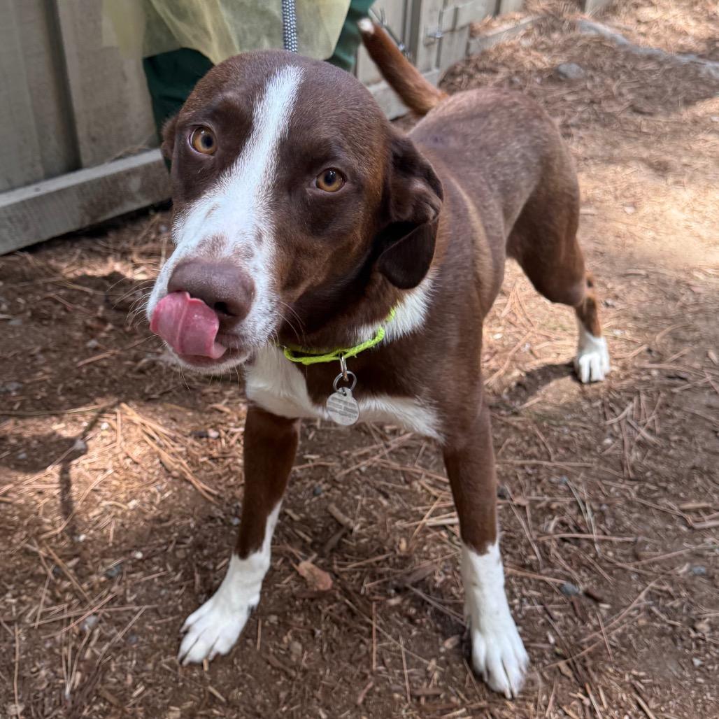 Fen, a Adoptable mixed breed in Incline Village, NV image 5/5