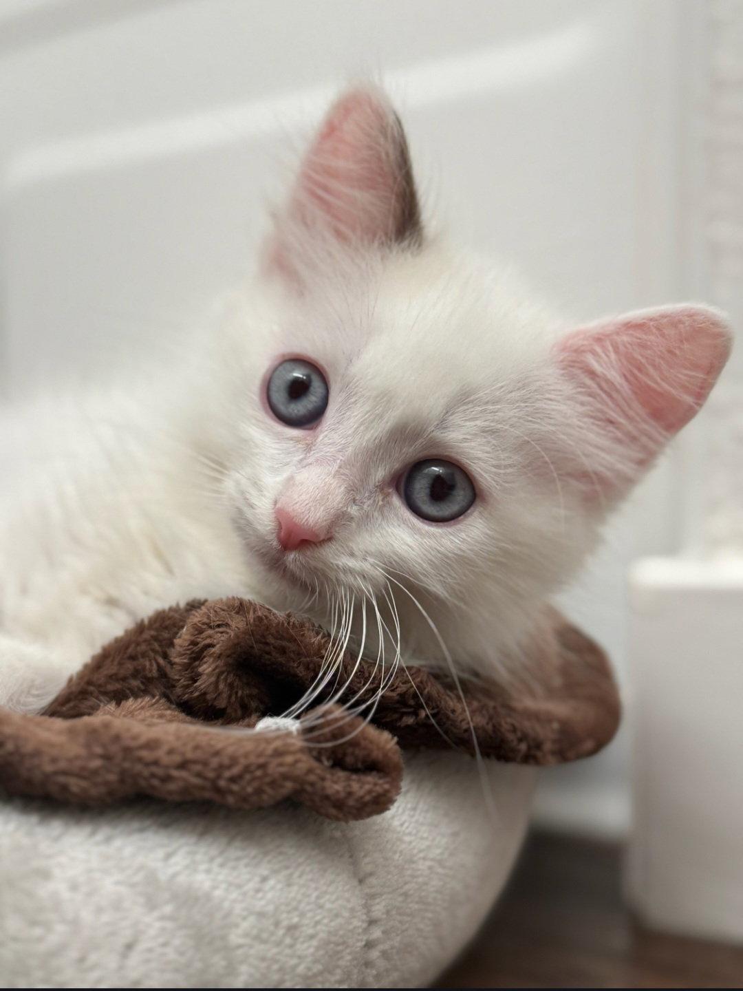 Enlarge Shiloh, a Adoptable mixed breed in Campbell, CA image 2/2
