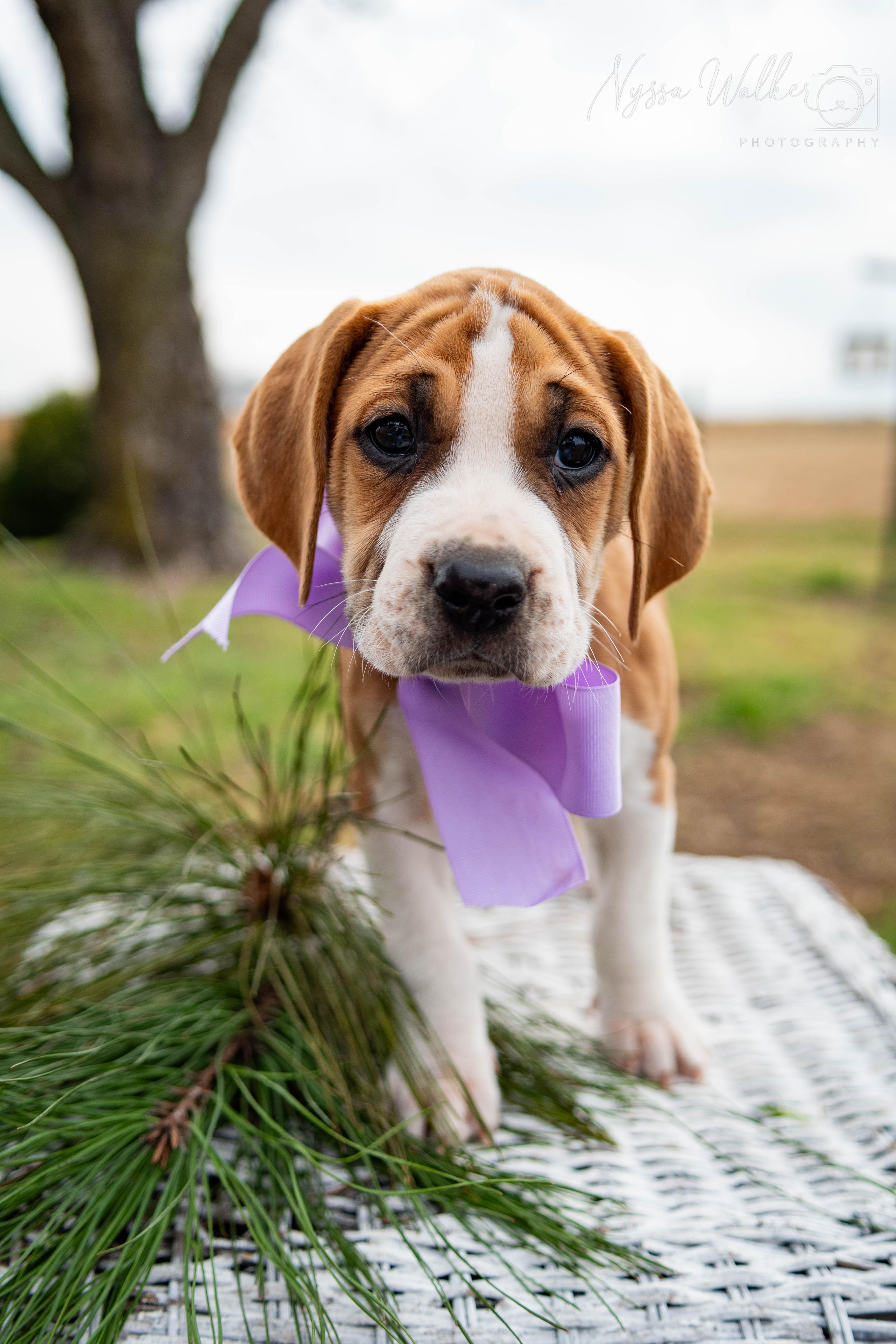 Enlarge Elm (Female), a Adoptable English Coonhound in TULSA, OK image 6/6