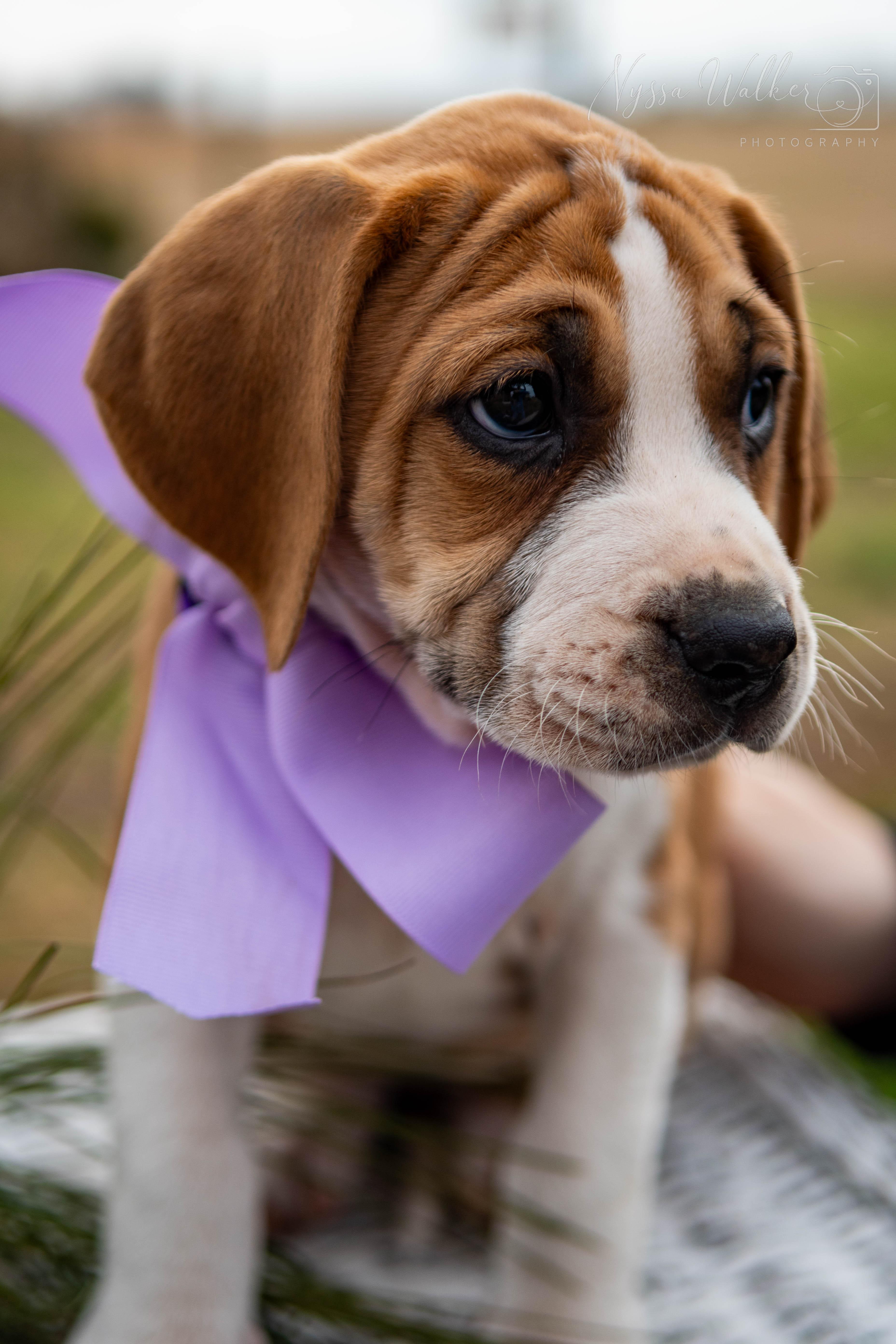Enlarge Elm (Female), a Adoptable English Coonhound in TULSA, OK image 4/6