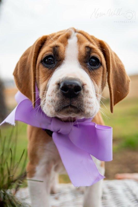 Enlarge Elm (Female), a Adoptable English Coonhound in TULSA, OK image 3/6