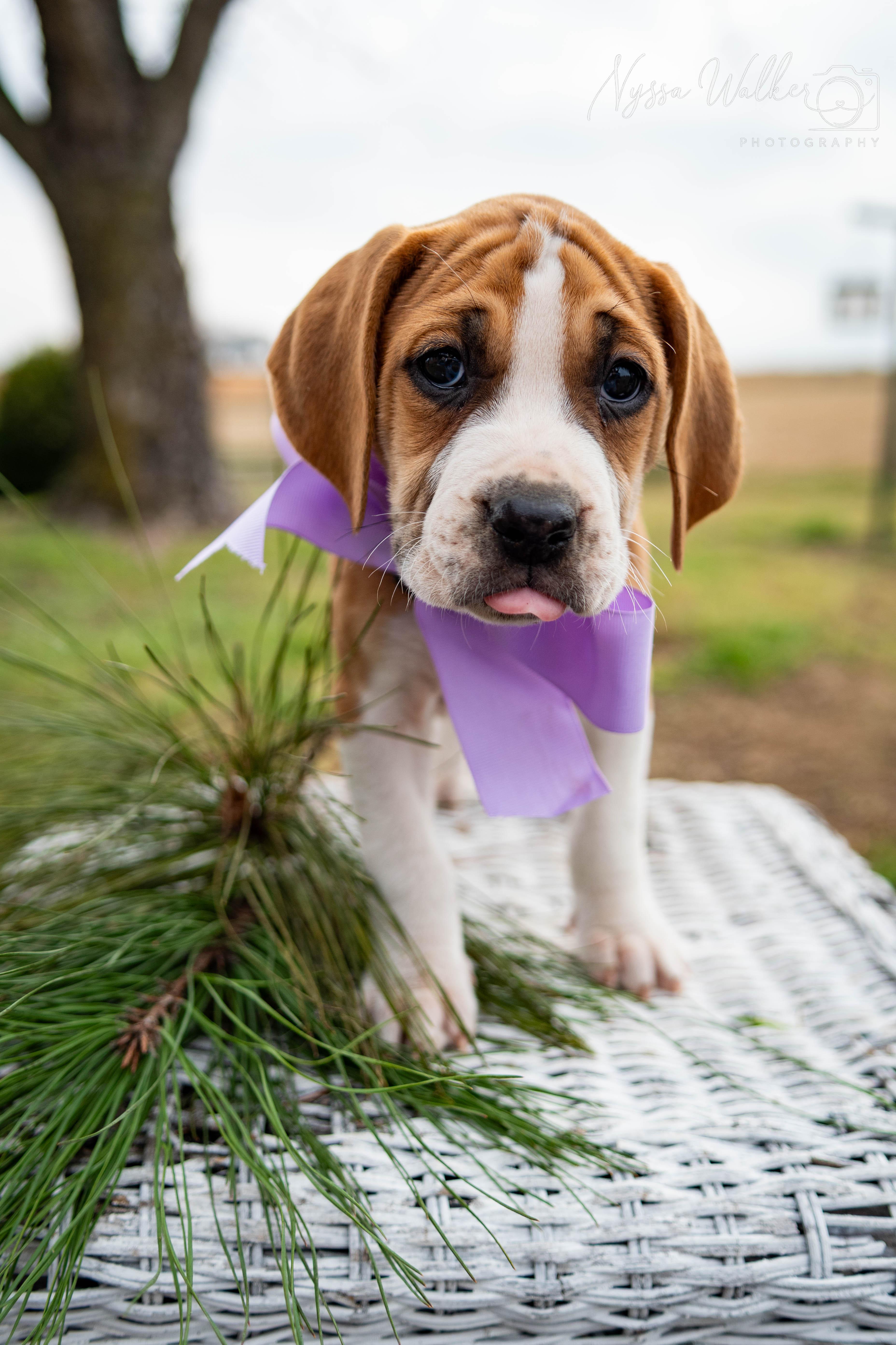Enlarge Elm (Female), a Adoptable English Coonhound in TULSA, OK image 5/6