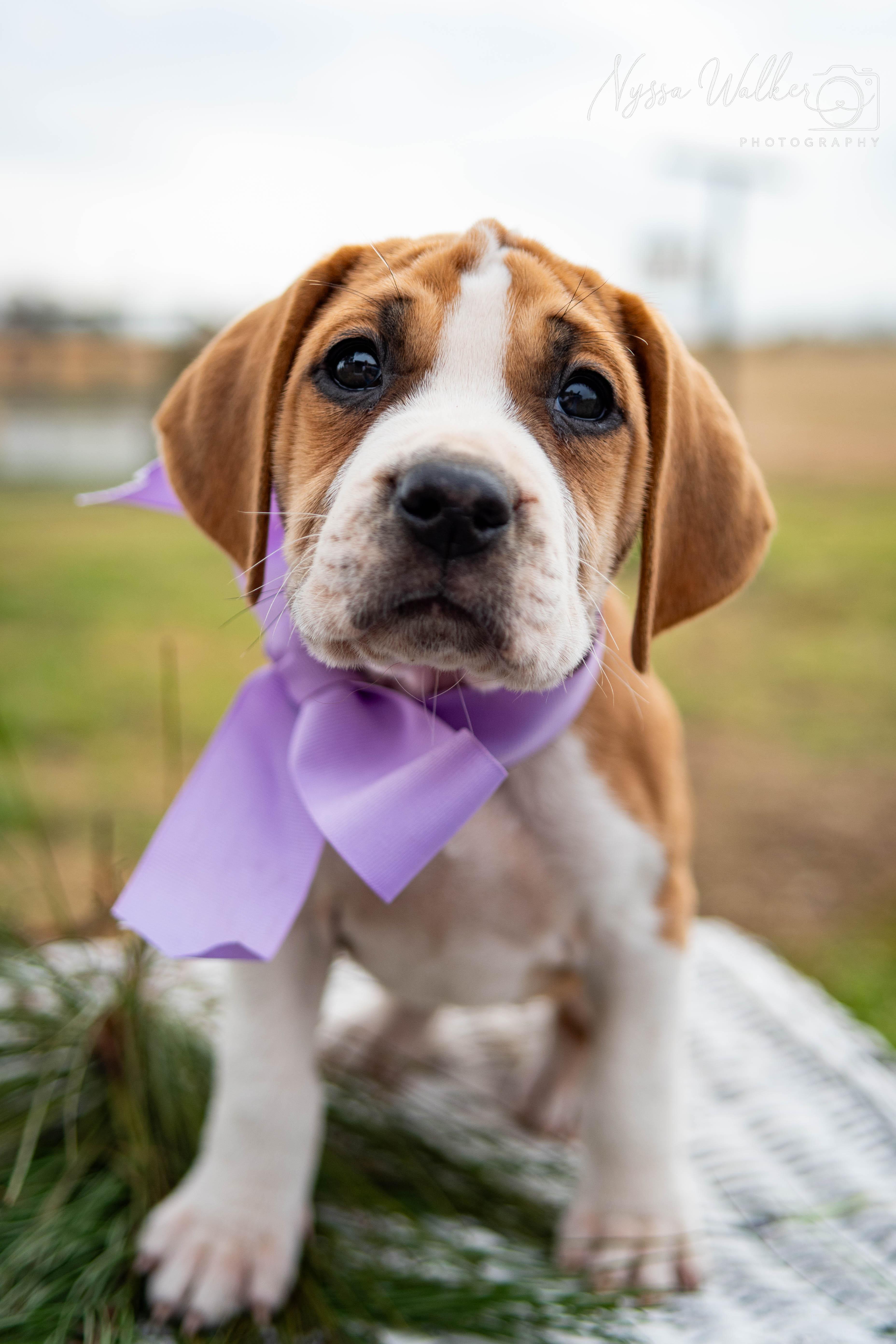 Enlarge Elm (Female), a Adoptable English Coonhound in TULSA, OK image 1/6