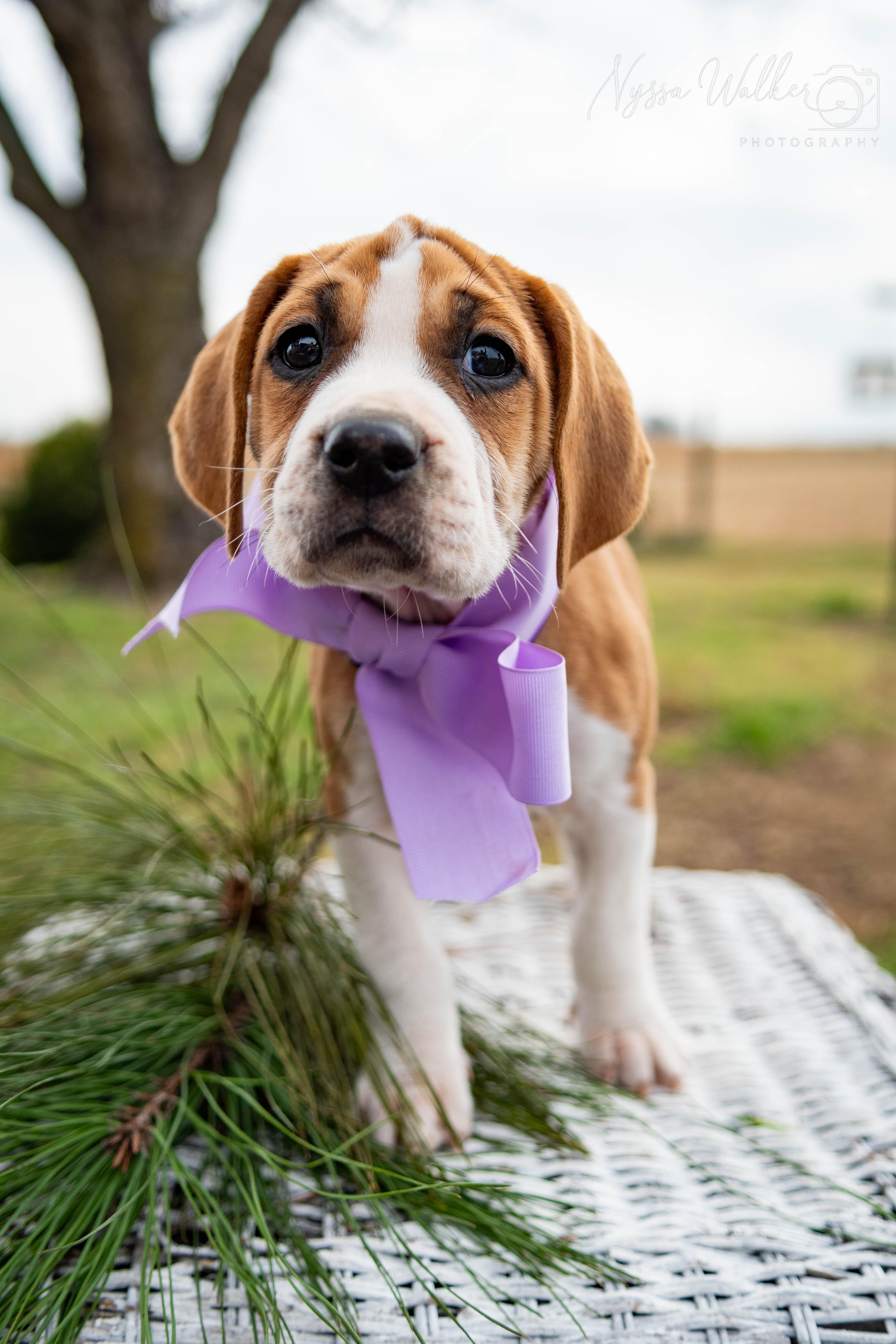 Enlarge Elm (Female), a Adoptable English Coonhound in TULSA, OK image 2/6