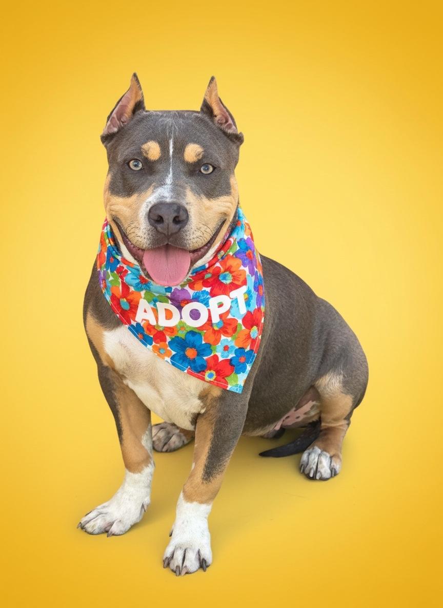 Mika-ADOPT Me, a ADOPTABLE American Bully in Redondo Beach, CA image 2/3