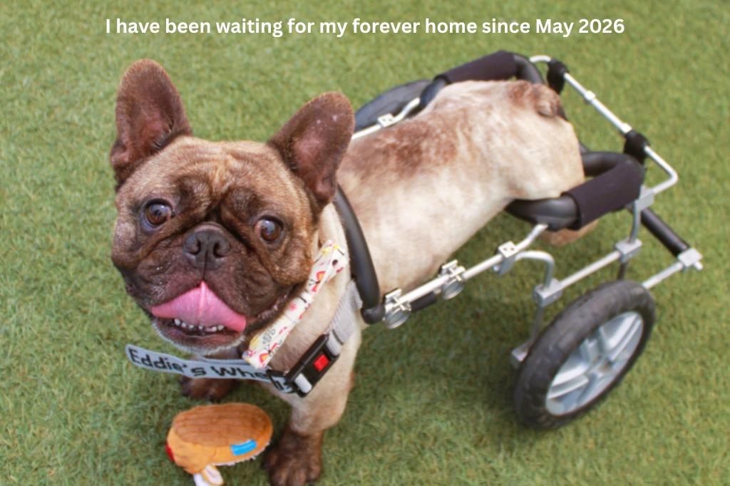 Caboose *special needs*, Adoptable, Adult Male French Bulldog.