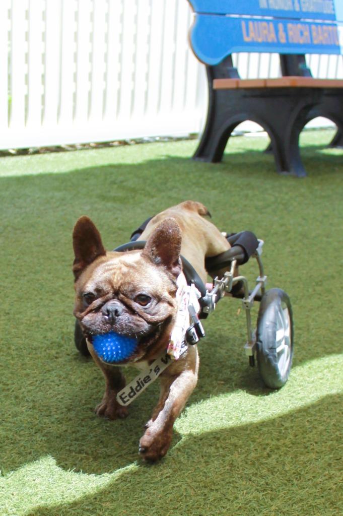 Enlarge Caboose *special needs*, a Adoptable French Bulldog in Gardena, CA image 2/6