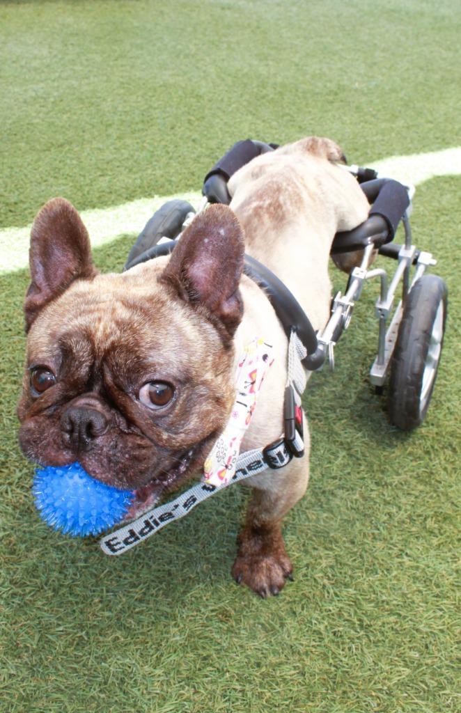 Enlarge Caboose *special needs*, a Adoptable French Bulldog in Gardena, CA image 3/6