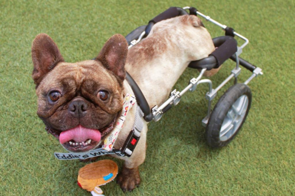 Enlarge Caboose *special needs*, a Adoptable French Bulldog in Gardena, CA image 4/6