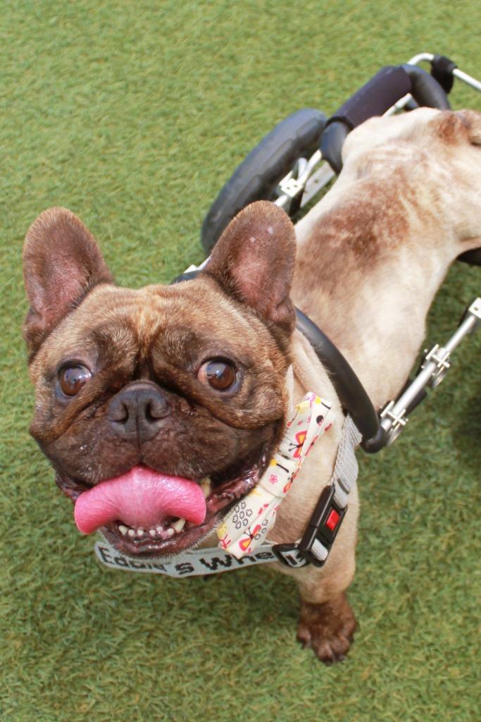 Enlarge Caboose *special needs*, a Adoptable French Bulldog in Gardena, CA image 5/6