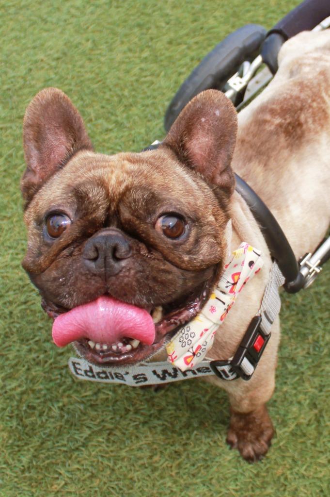 Enlarge Caboose *special needs*, a Adoptable French Bulldog in Gardena, CA image 6/6