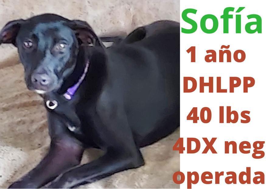 Enlarge Sofia, a Adoptable mixed breed in Virginia Beach, VA image 1/2