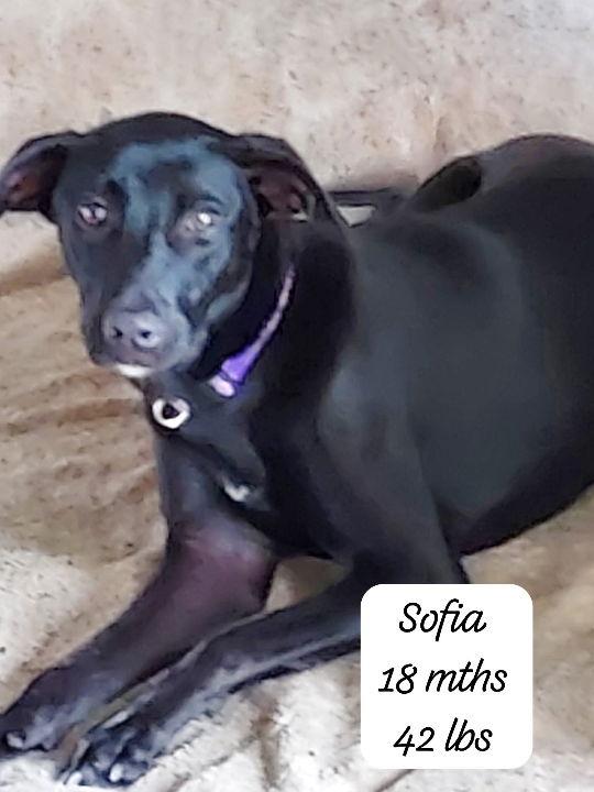 Enlarge Sofia, a Adoptable mixed breed in Virginia Beach, VA image 2/2