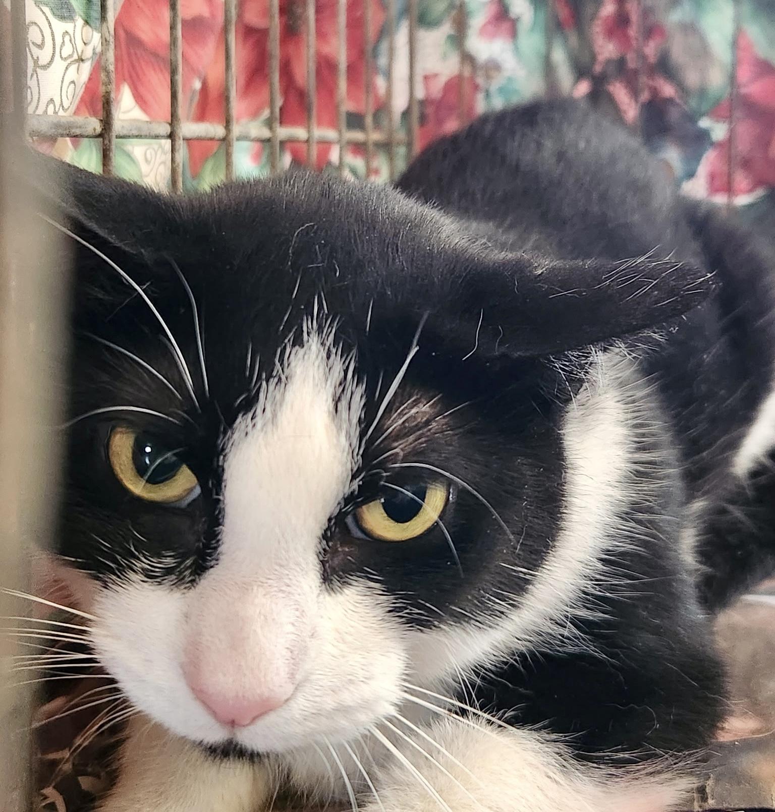 Enlarge Meow Haven, a ADOPTABLE Tuxedo in Bethel, CT image 4/6