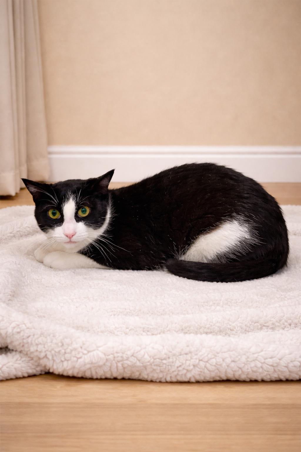 Enlarge Meow Haven, a ADOPTABLE Tuxedo in Bethel, CT image 3/6