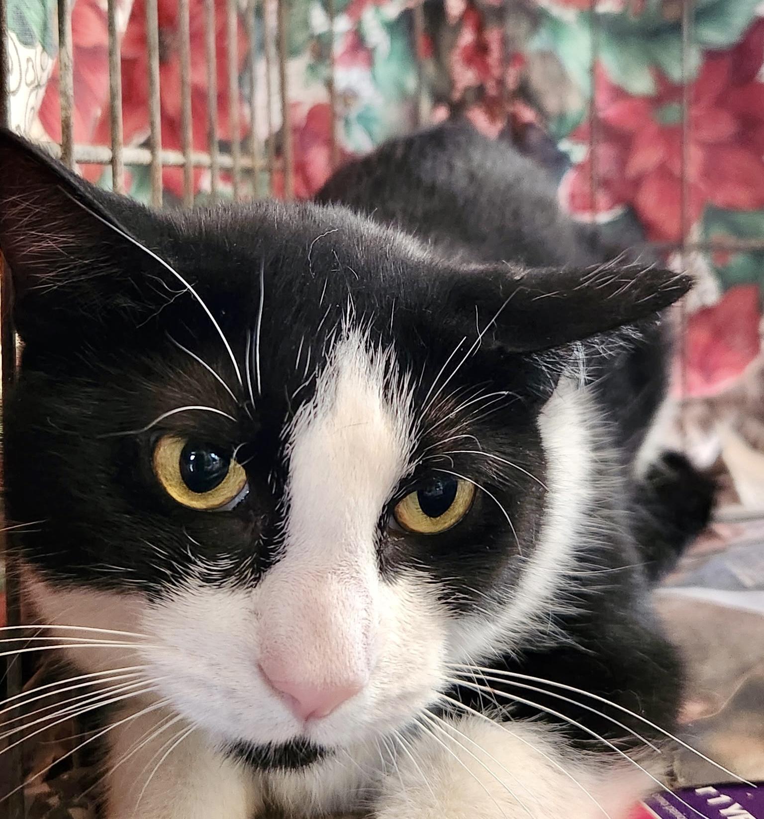 Enlarge Meow Haven, a ADOPTABLE Tuxedo in Bethel, CT image 6/6