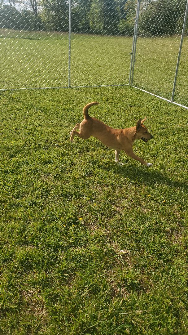 Joy, an adoptable Chihuahua, Jack Russell Terrier in Campton, KY, 41301 | Photo Image 2