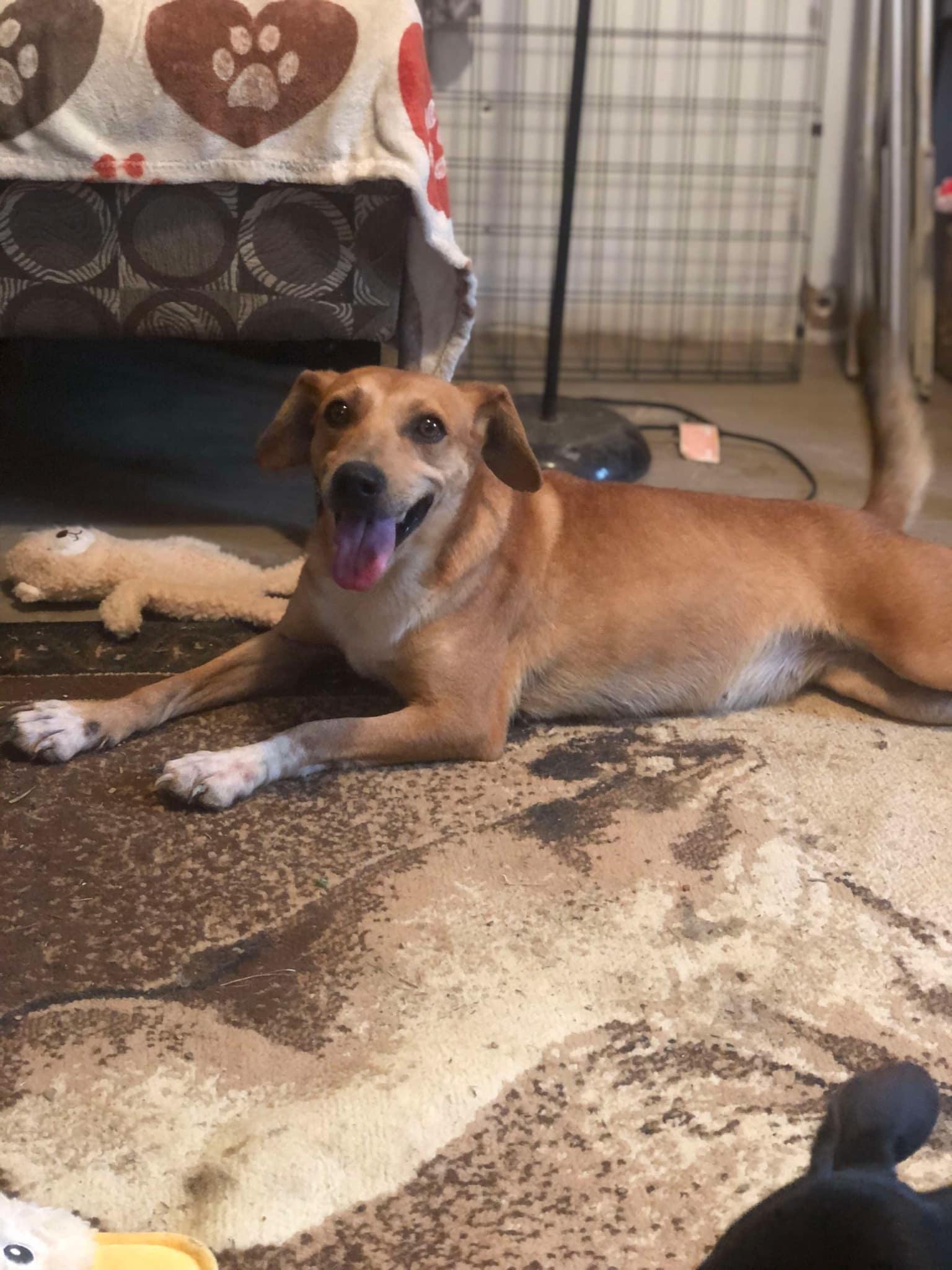 Joy, Adoptable, Puppy Female Chihuahua & Jack Russell Terrier.