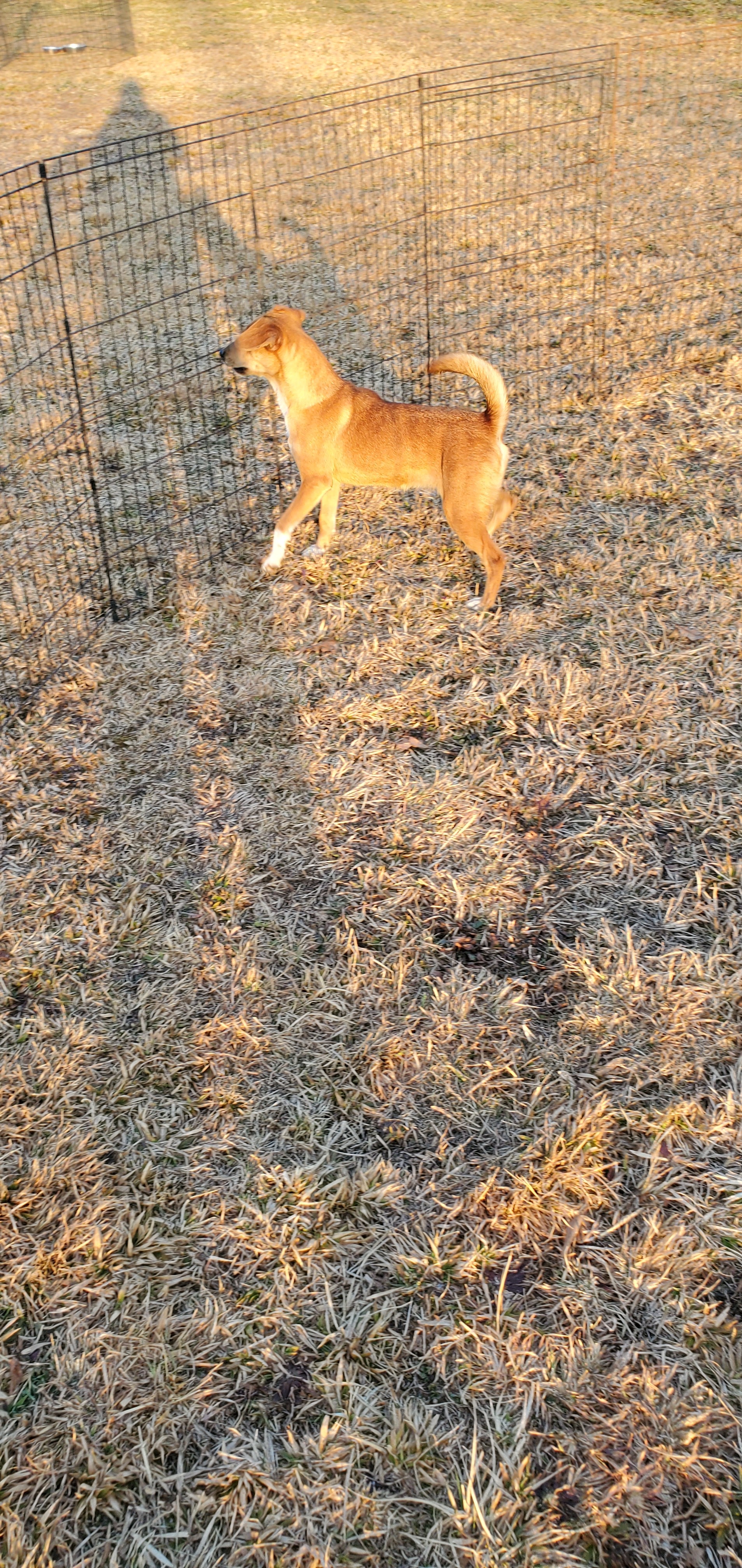 Joy, an adoptable Chihuahua, Jack Russell Terrier in Campton, KY, 41301 | Photo Image 3