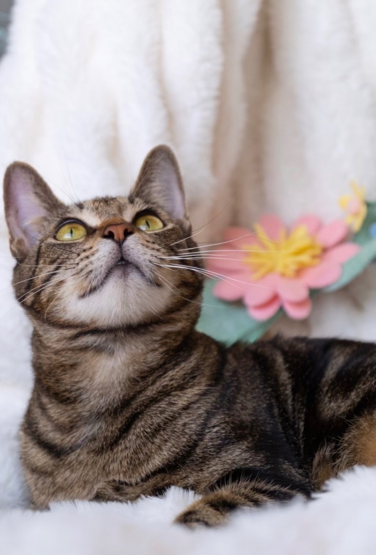 Dolly, a Adoptable Domestic Short Hair in Garden Grove, CA image 1/6