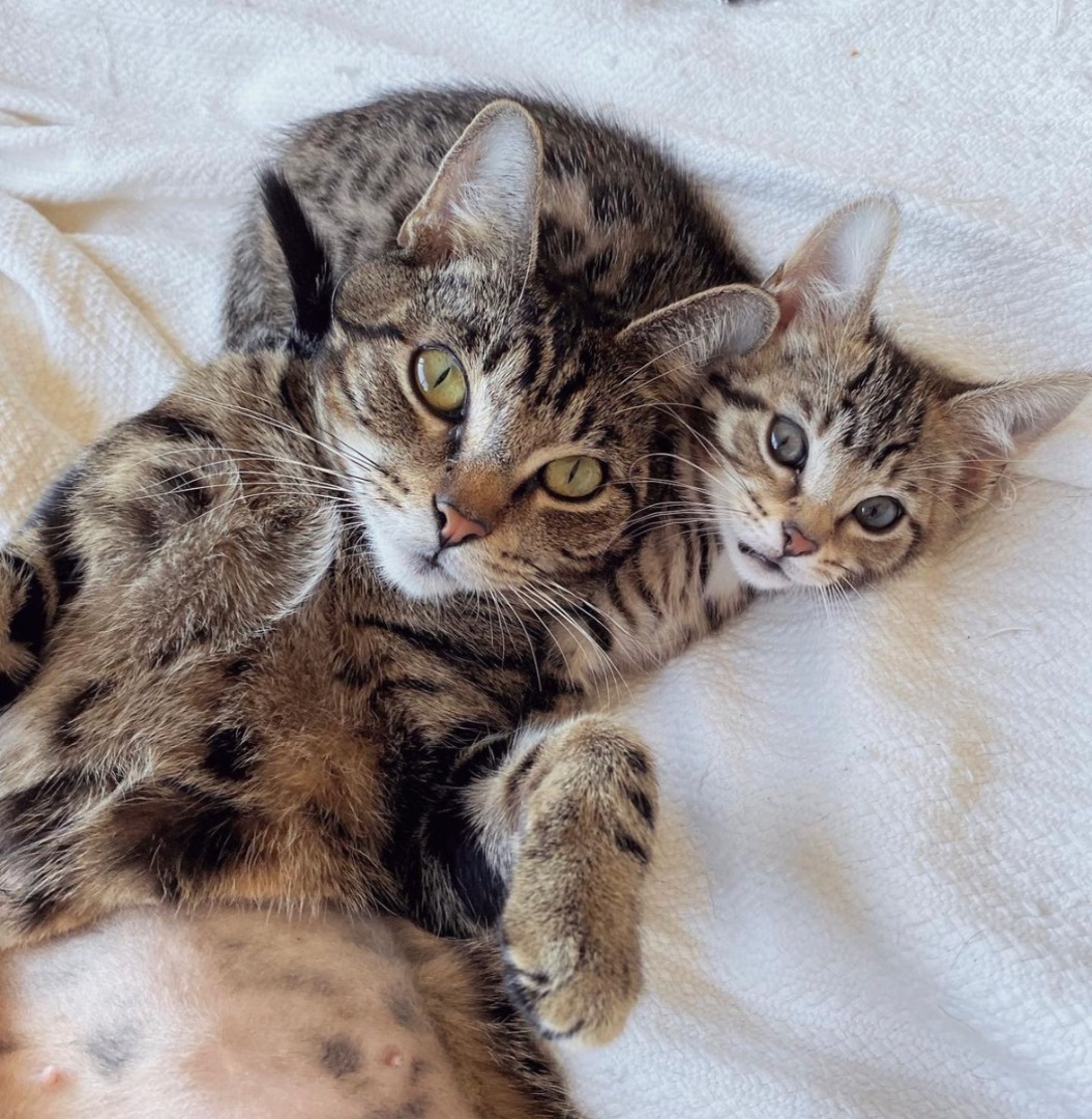 Dolly, a Adoptable Domestic Short Hair in Garden Grove, CA image 2/6