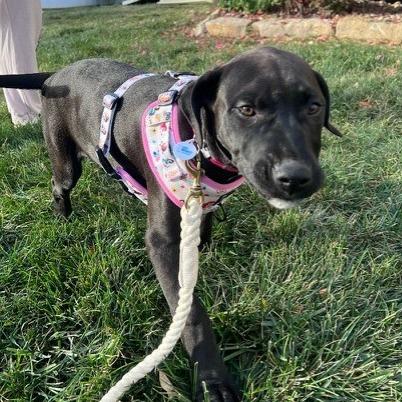 Bernie, Adoptable, Puppy Female Bullmastiff & Chocolate Labrador Retriever.