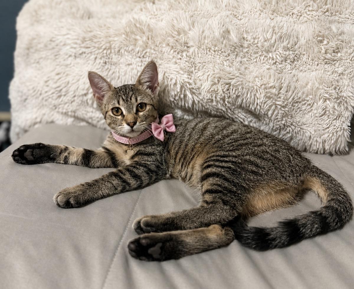 Poppy, ADOPTABLE, Young Female Domestic Short Hair.