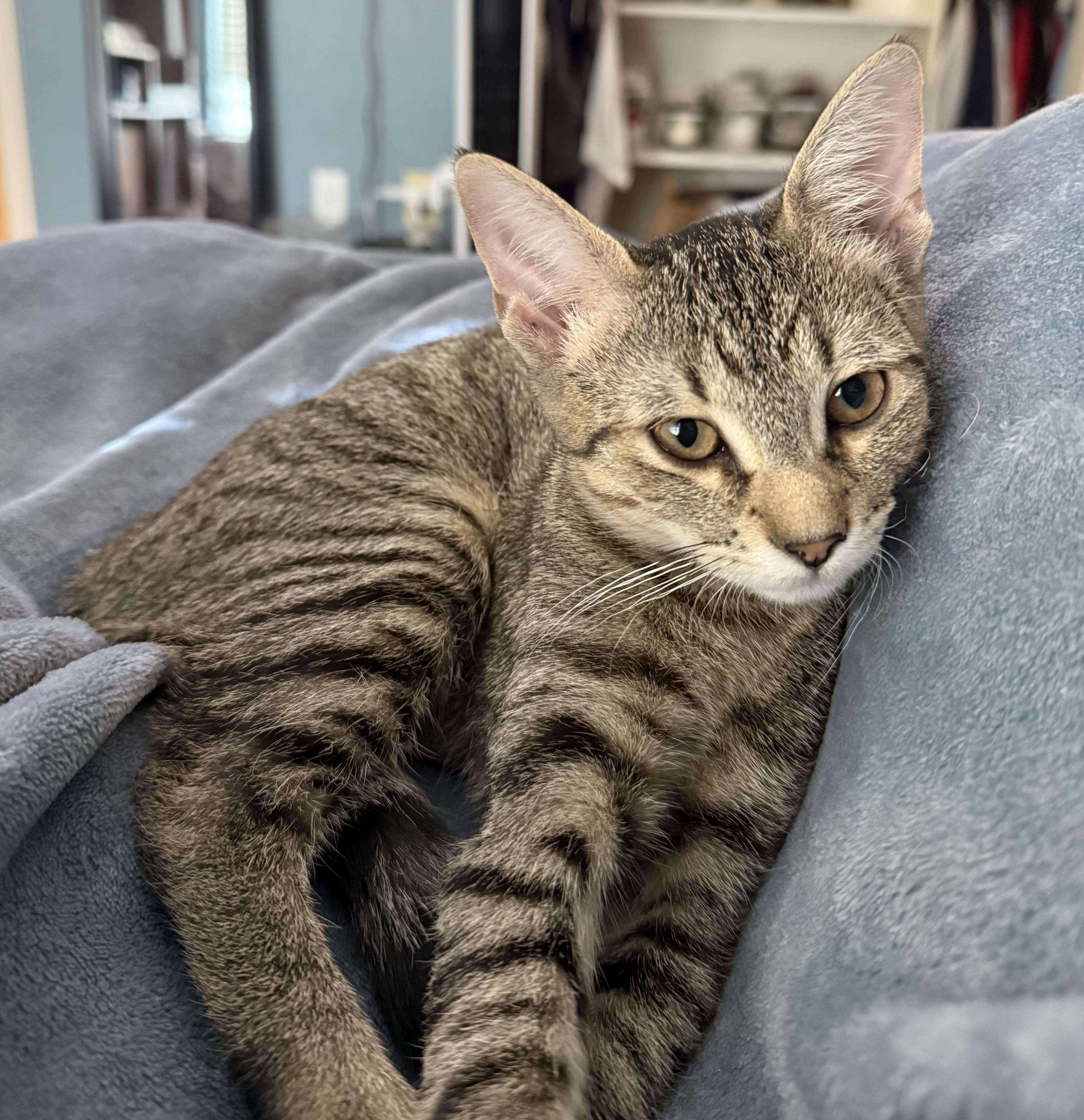 Enlarge Poppy, a ADOPTABLE mixed breed in Cypress, TX image 6/6