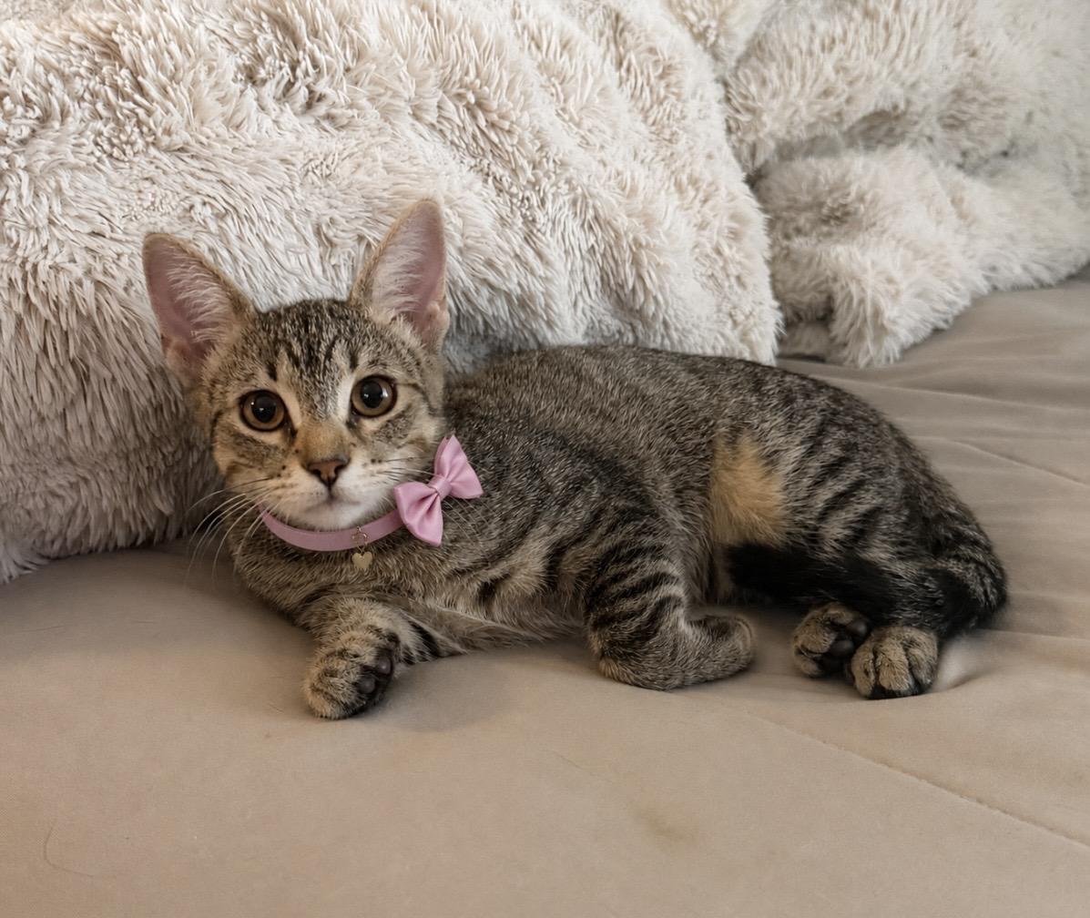 Enlarge Poppy, a ADOPTABLE mixed breed in Cypress, TX image 2/6