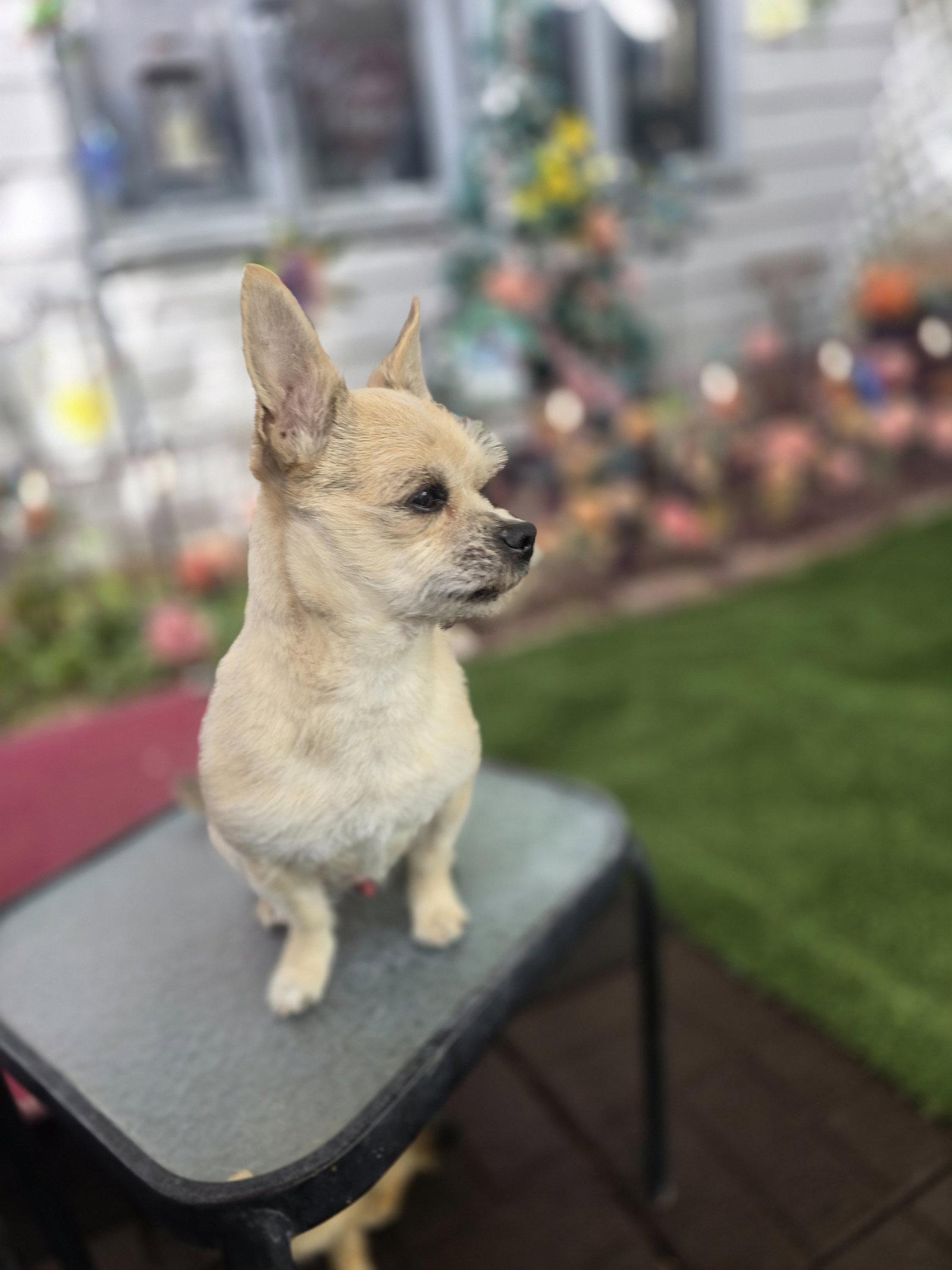 Fred Rogers, a Adoptable Terrier in Salt Lake City, UT image 1/3