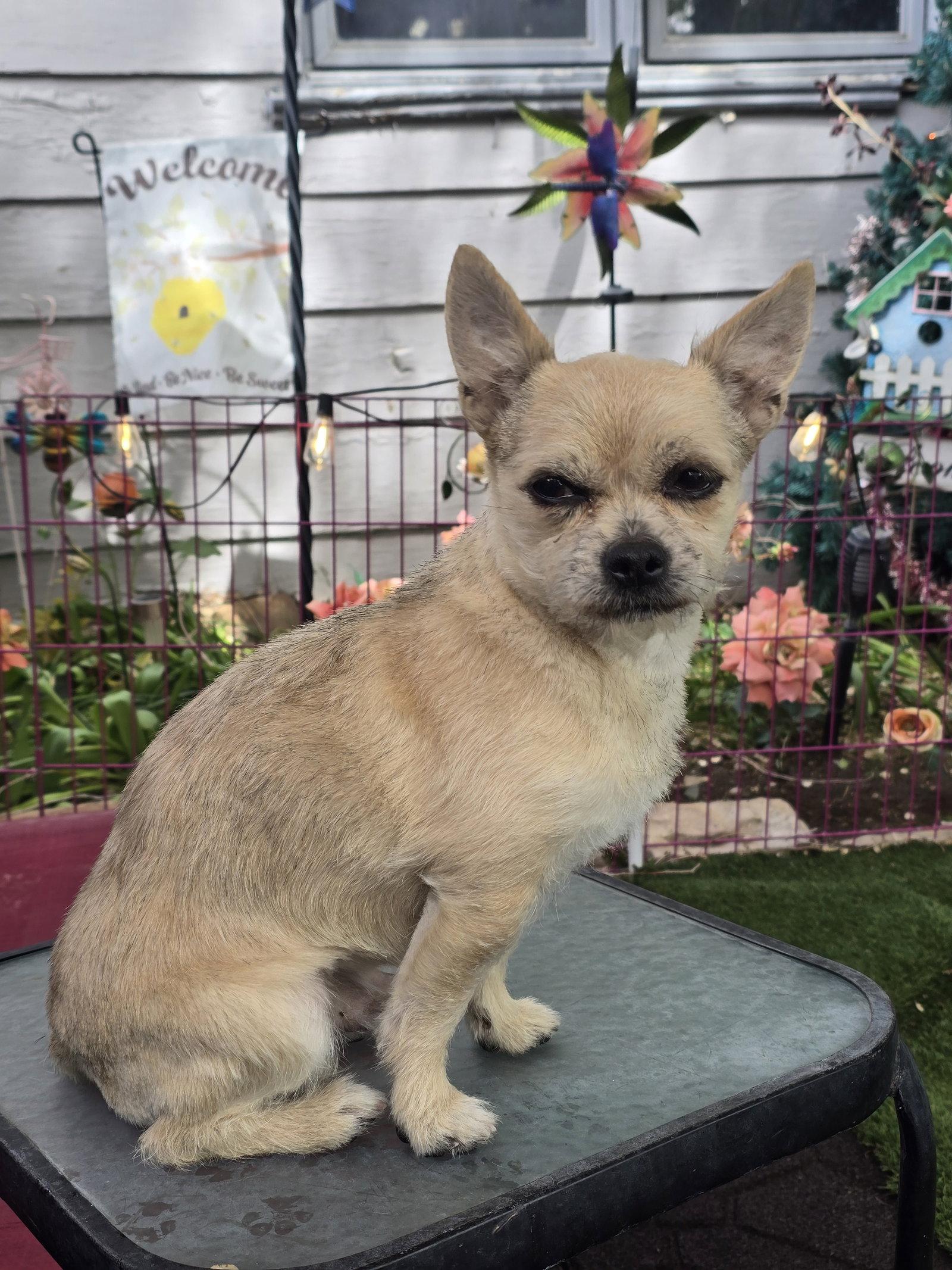 Fred Rogers, a Adoptable Terrier in Salt Lake City, UT image 2/3