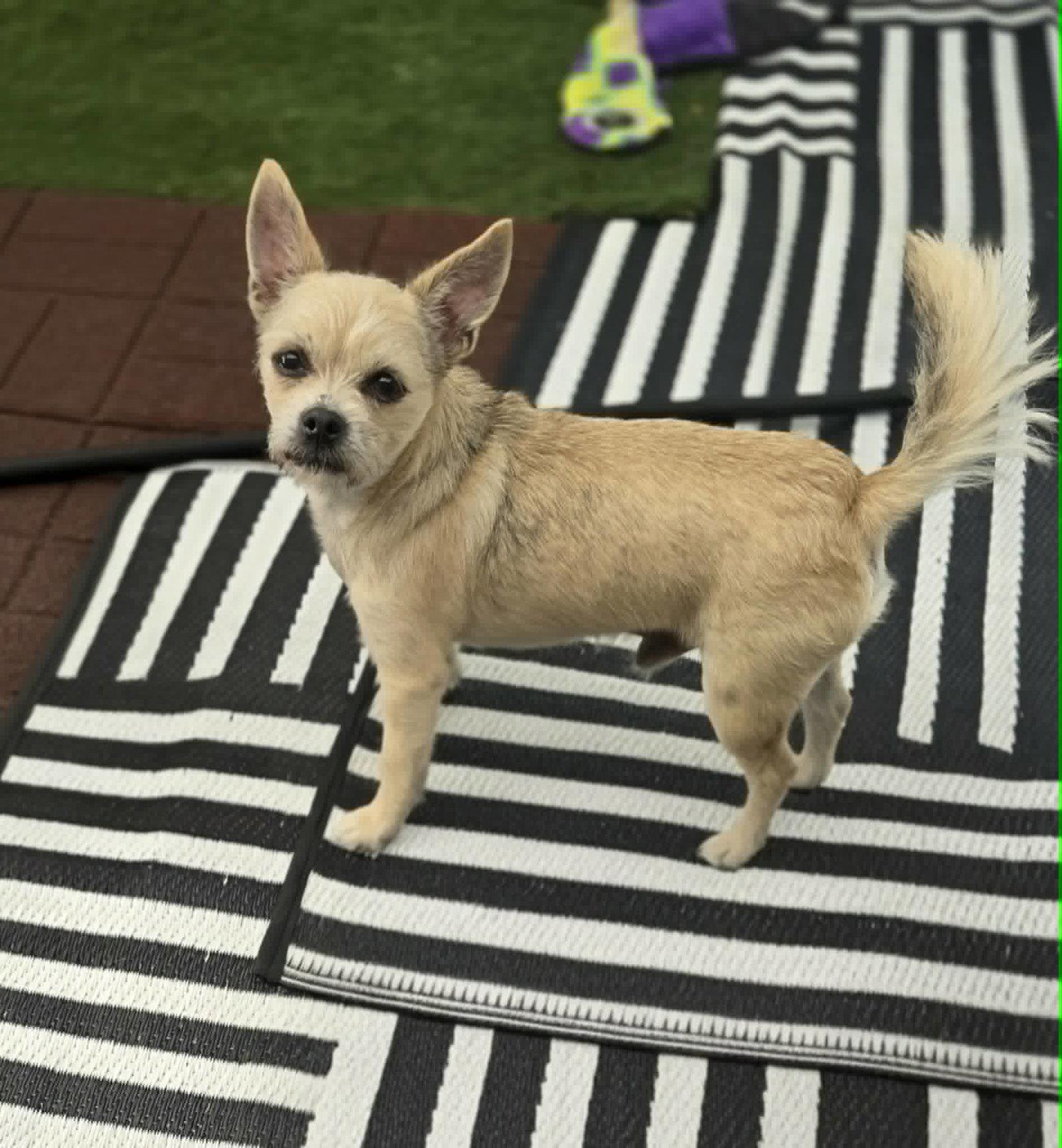 Fred Rogers, a Adoptable Terrier in Salt Lake City, UT image 3/3