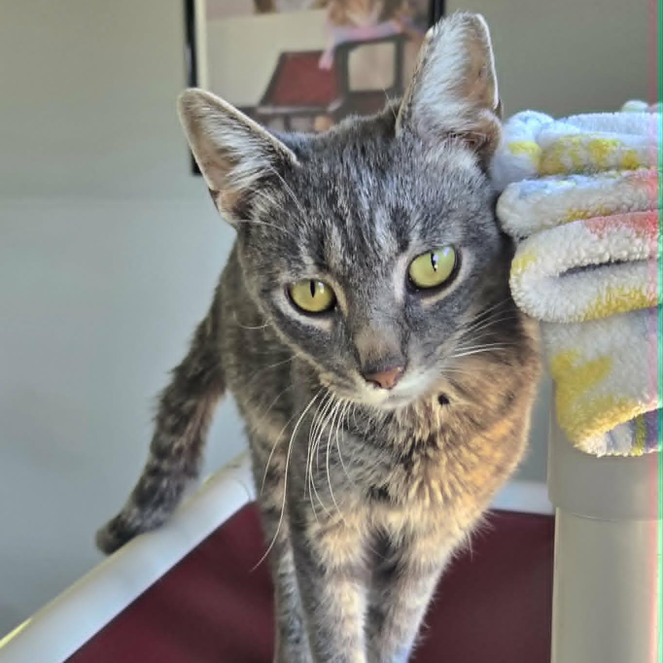 Enlarge Glenn, a Adoptable Domestic Short Hair in Watertown, WI image 3/3
